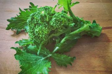 Francesca-De-Laonardis-